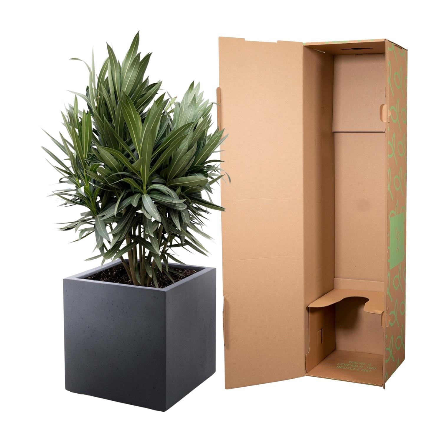 Oleander Hecke – Nerium Oleander – Immergrün &amp; Mediterran – Für dichte, blühende Hecken