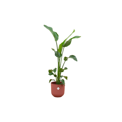 Strelitzia Nicolai 100cm mit Topf – Weißer Paradiesvogel für Ihr Zuhause