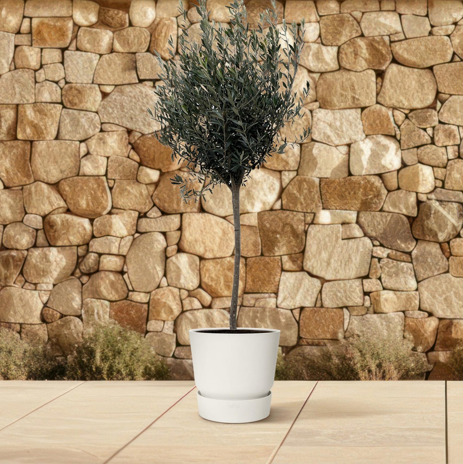 Olea europaea &