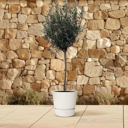 Olea europaea &