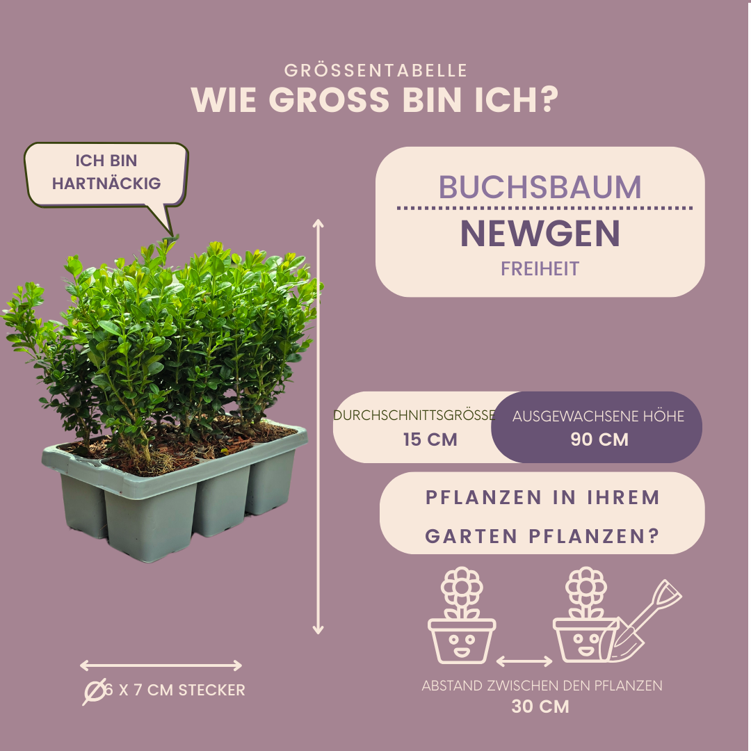Buxus NewGen Freedom – 6er-Pack – Winterharte Immergrüne Sträucher – Ø7 cm Topf – Höhe ca. 15 cm