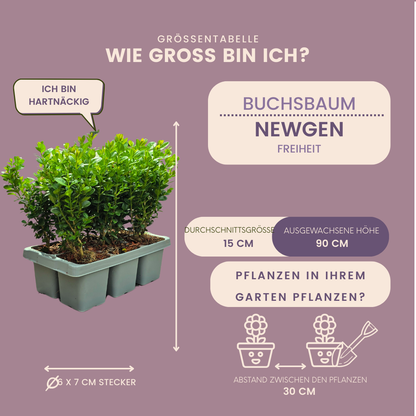 Buxus NewGen Freedom – 6er-Pack – Winterharte Immergrüne Sträucher – Ø7 cm Topf – Höhe ca. 15 cm