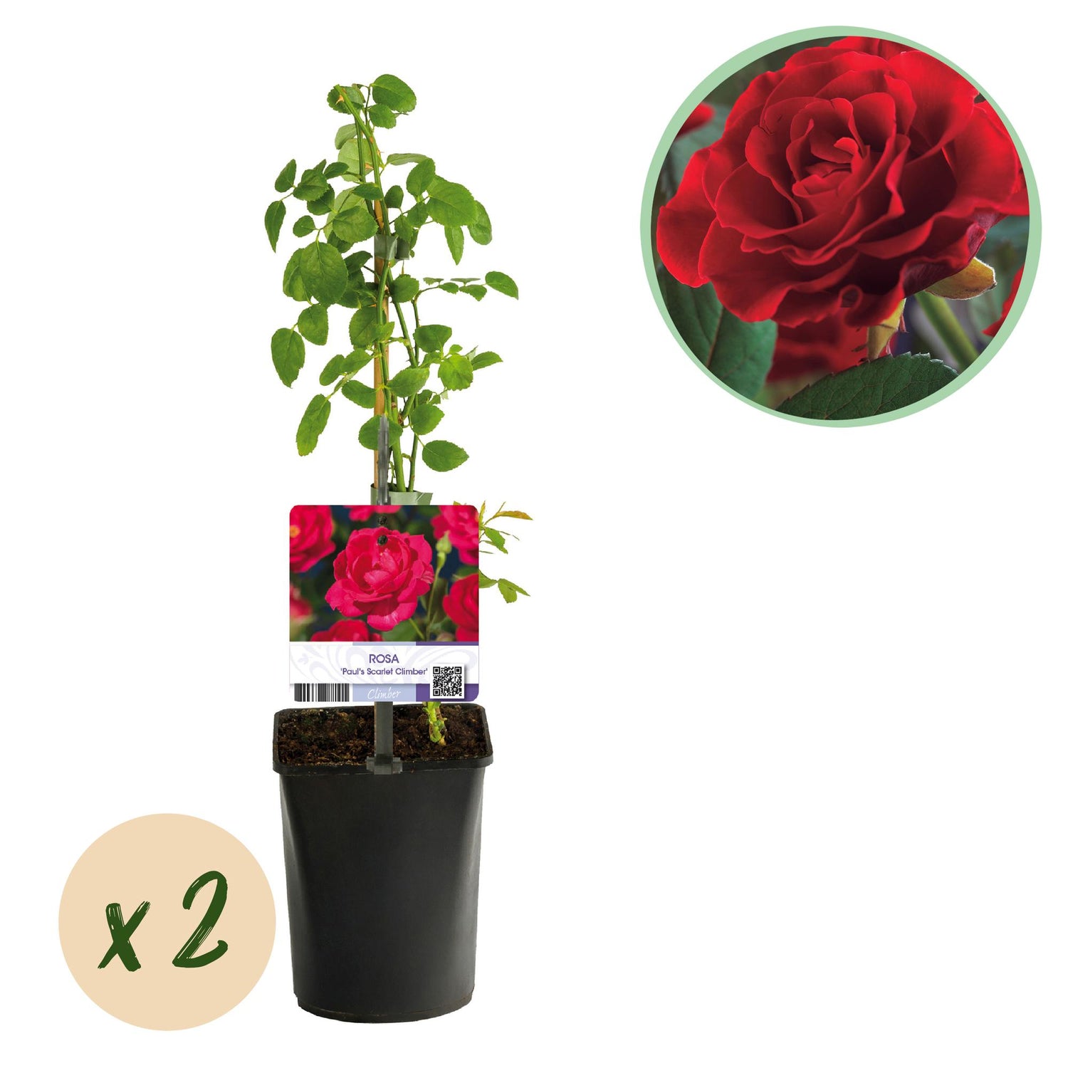 Kletterrose - Rosa Paul Scarlet Climber - Blüte Rot - Wenig Pflege - 2 Pflanzen - Topf 11cm Höhe 40cm