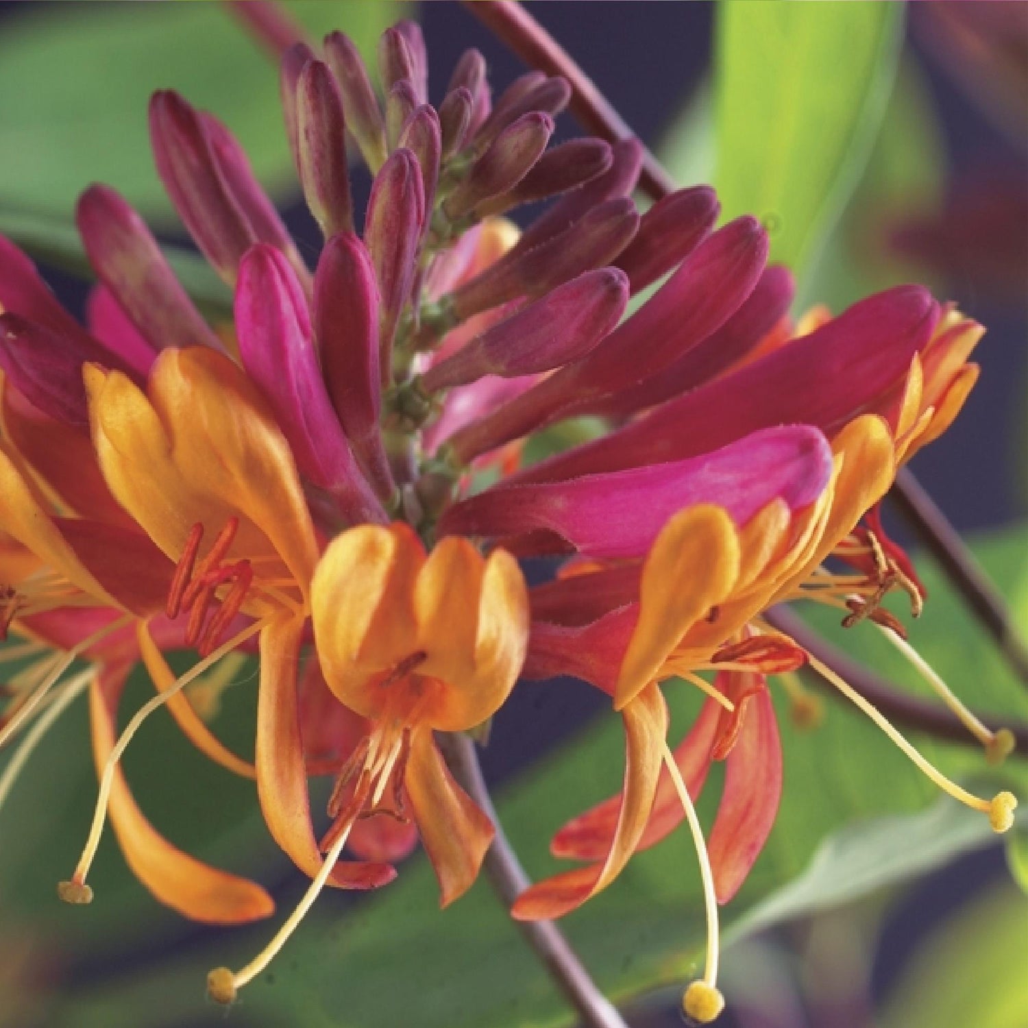 Kletterpflanzen Rainbow - Clematis montana Rubens Hedera helix lonicera Goldflame Campsis madame Galen - Ganzjährig Farbe - 4 Pflanzen - Topf 11cm Höhe 40cm