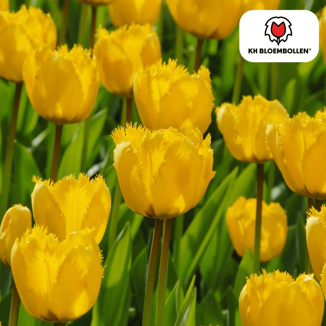Sun Frillz Tulpen – 20 Zwiebeln | Gelbe Fransen-Tulpen