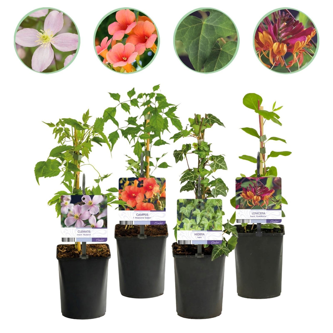 Kletterpflanzen Rainbow - Clematis montana Rubens Hedera helix lonicera Goldflame Campsis madame Galen - Ganzjährig Farbe - 4 Pflanzen - Topf 11cm Höhe 40cm
