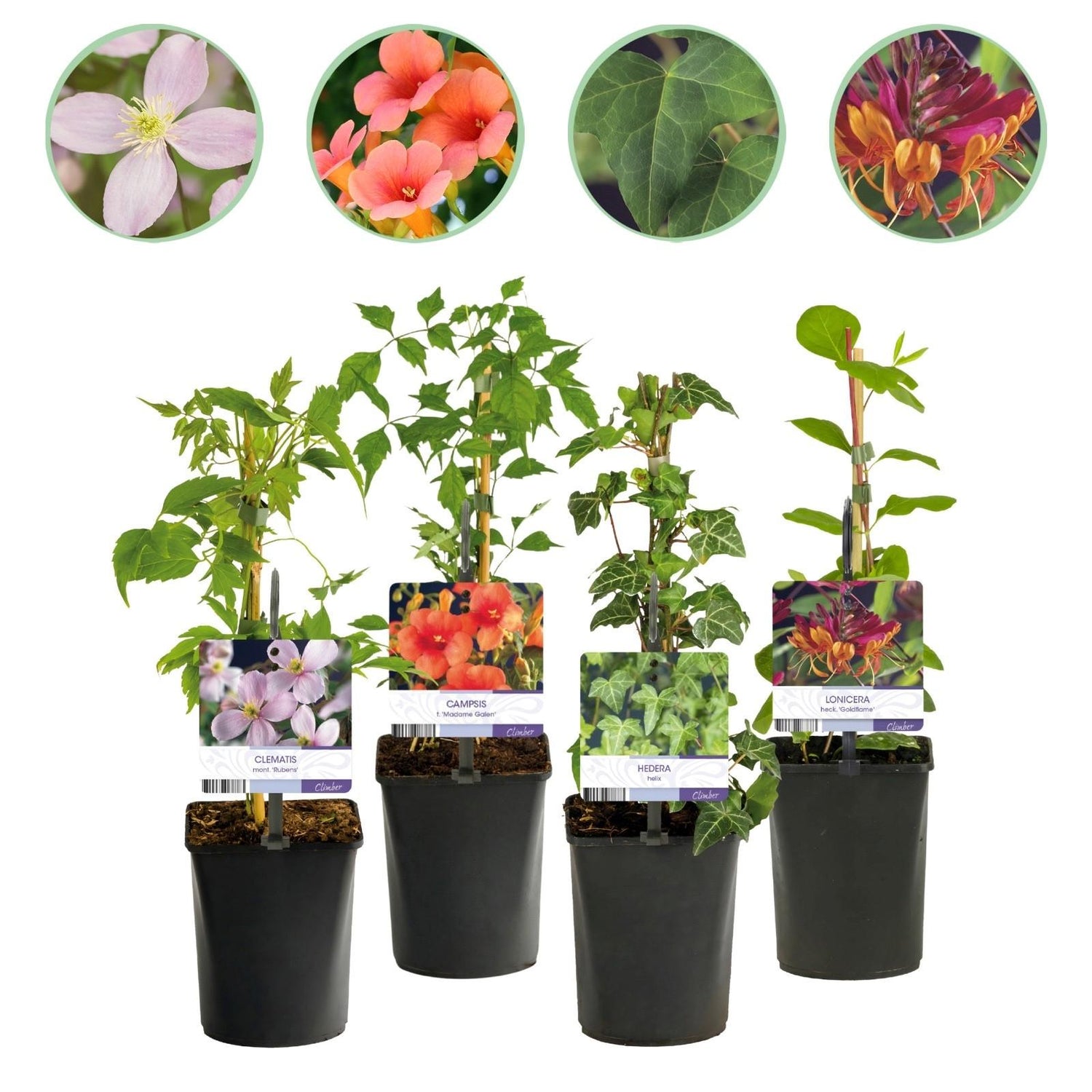Kletterpflanzen Rainbow - Clematis montana Rubens Hedera helix lonicera Goldflame Campsis madame Galen - Ganzjährig Farbe - 4 Pflanzen - Topf 11cm Höhe 40cm