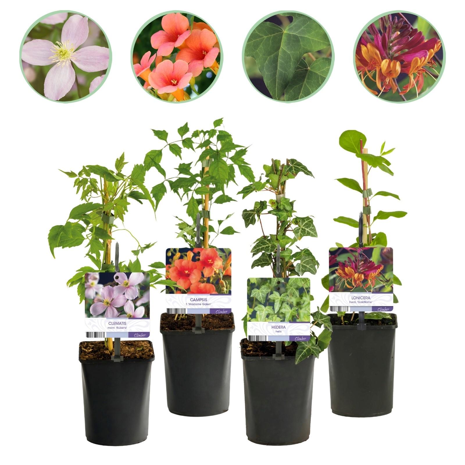Kletterpflanzen Rainbow - Clematis montana Rubens Hedera helix lonicera Goldflame Campsis madame Galen - Ganzjährig Farbe - 4 Pflanzen - Topf 11cm Höhe 40cm