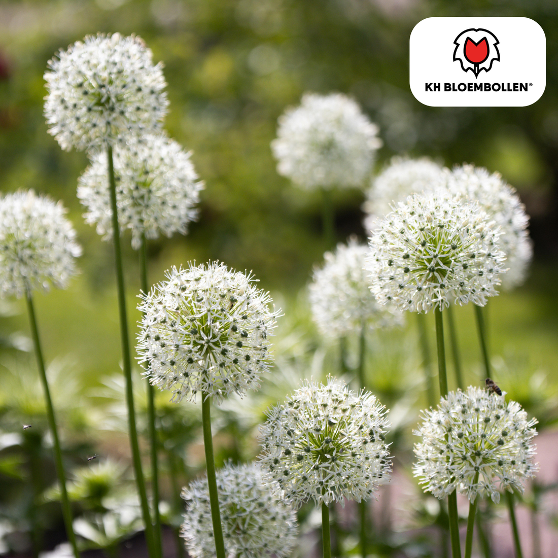 Allium White Giant – 5 Stück | Weißer Zierlauch in XL