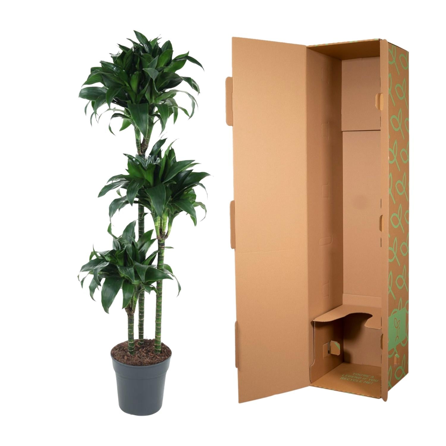 Dracaena Tatuade 140 cm – Pflegeleicht &amp; luftreinigend