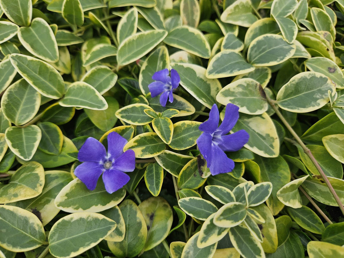 24x Vinca minor &