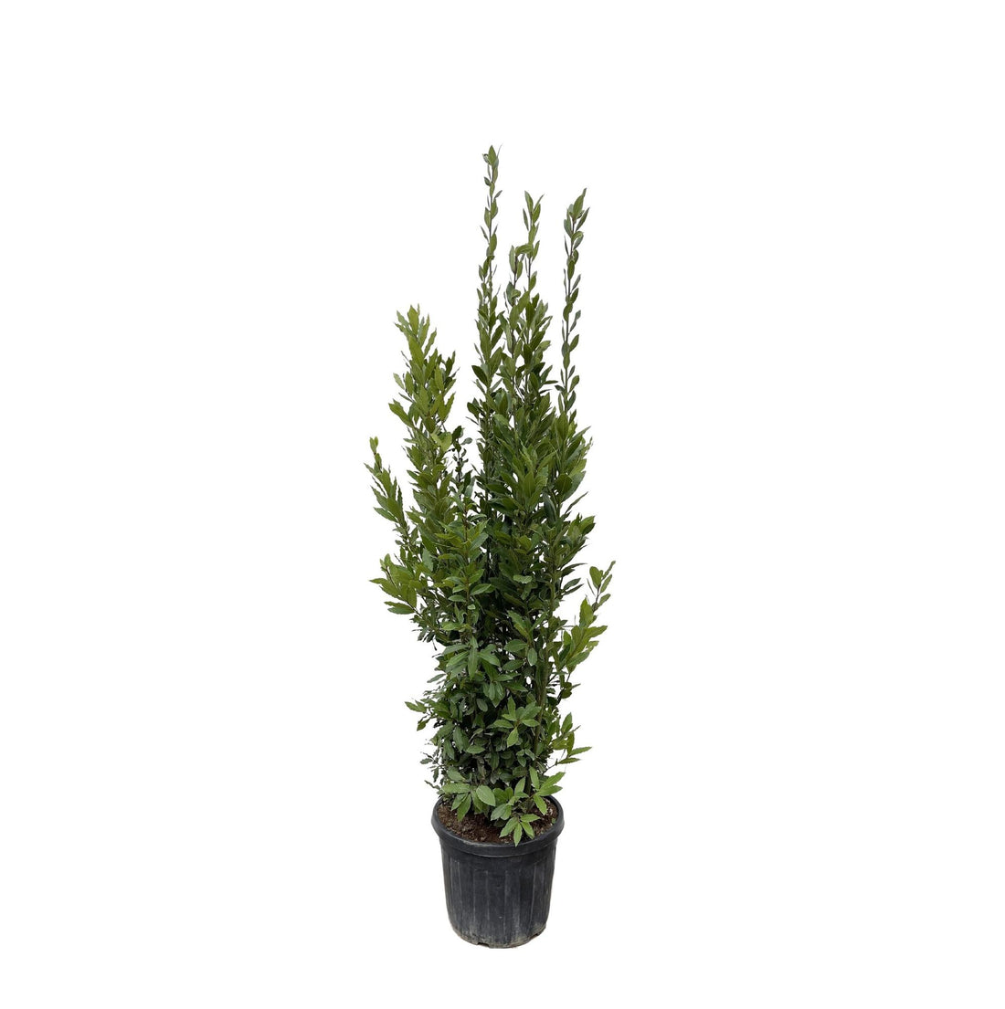 Laurus Nobilis &quot;Echte Lorbeer&quot; - 180 cm - ø40