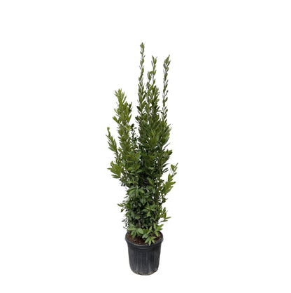 Laurus Nobilis &quot;Echte Lorbeer&quot; - 180 cm - ø40