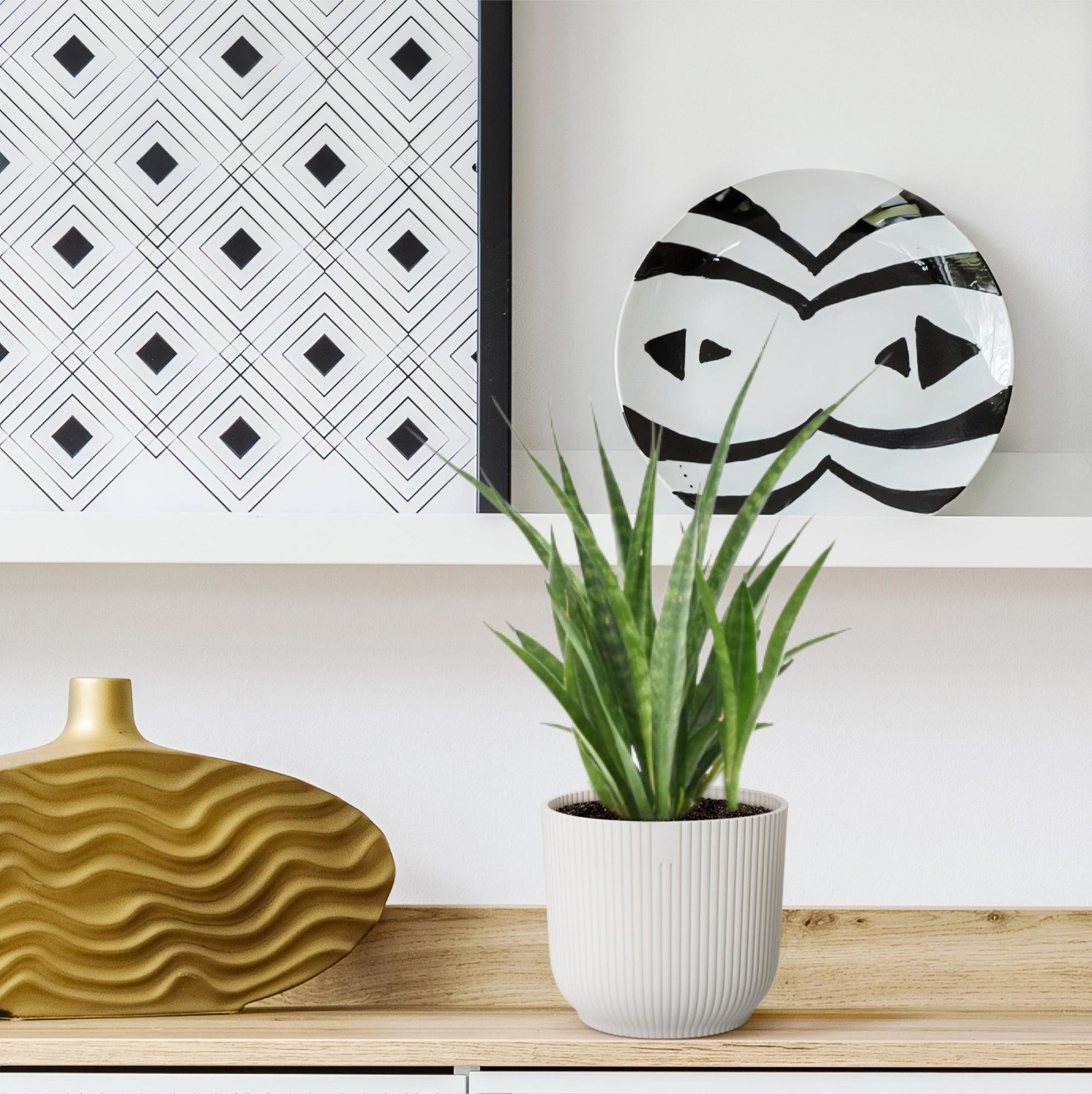 3× Sansevieria kirkii – Pflegeleichte Mini‑Bogenhanf‑Pflanzen