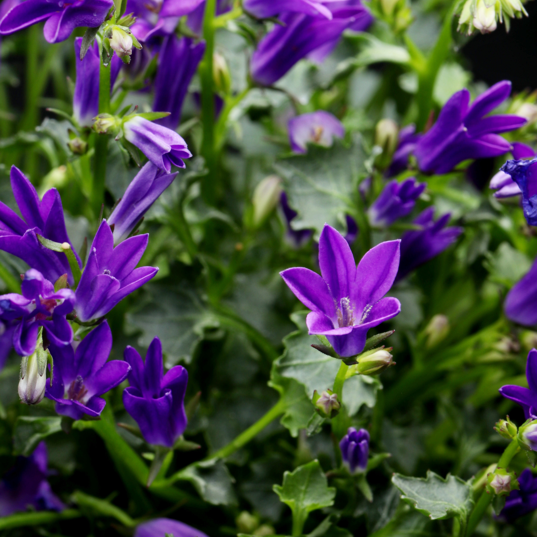 6x Campanula pers. &