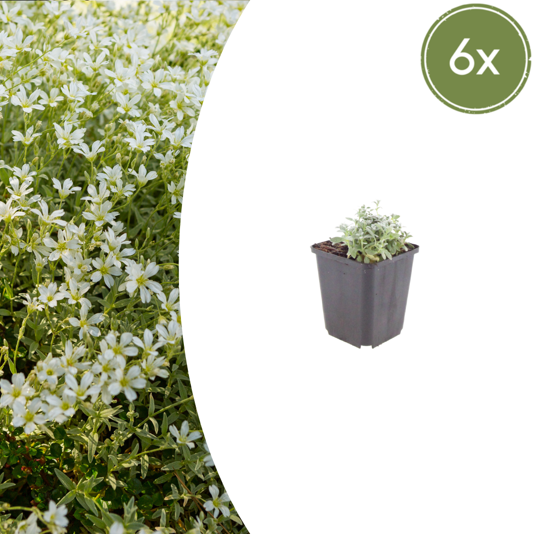 6x Cerastium tomentosum - ↕10-25cm - Ø9cm