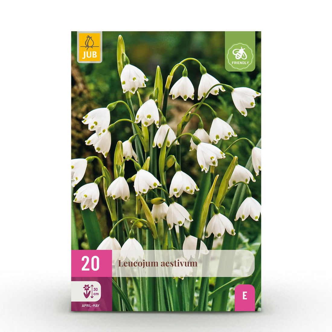 Blumenzwiebeln Leucojum Aestivum | 20 Stück Weiß – Zwiebelgröße 8/9 – XXL Pack