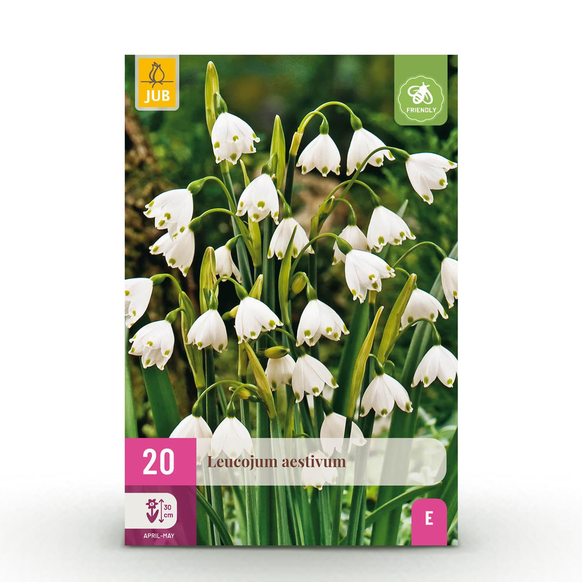 Blumenzwiebeln Leucojum Aestivum | 20 Stück Weiß – Zwiebelgröße 8/9 – XXL Pack