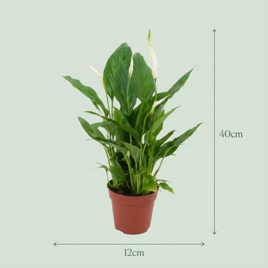 Spathiphyllum Einblatt - 2 Stück - Ø 12 cm - Höhe: 35 - 40 cm