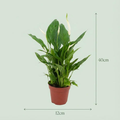 Spathiphyllum Einblatt - 2 Stück - Ø 12 cm - Höhe: 35 - 40 cm