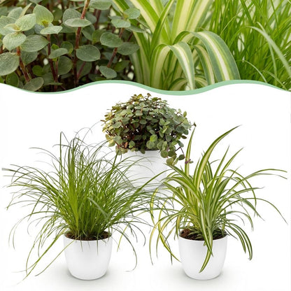 Mix aus 3 Zimmerpflanzen - Cyperus - Calissia - Chlorophytum - 3 Pflanzen mit Potter Topf Weiß, Grau oder Korb - Höhe 20cm