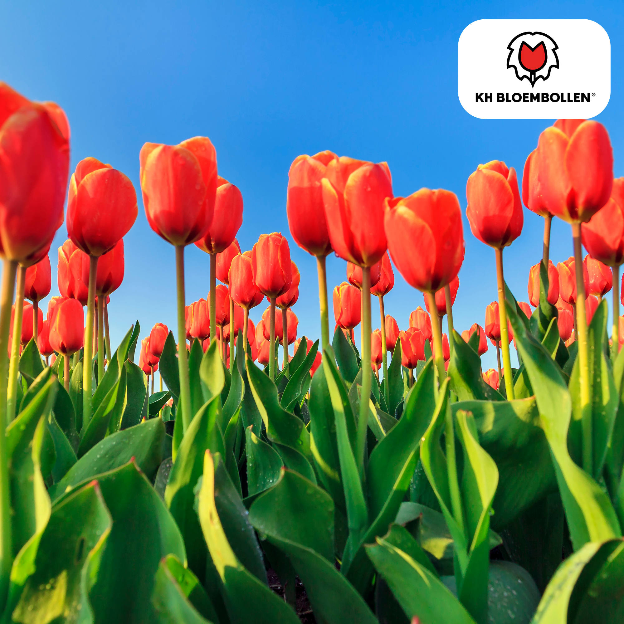 Tulpenzwiebeln Dafeng – 20er-Pack | Gefranste Tulpe Orange-Rot