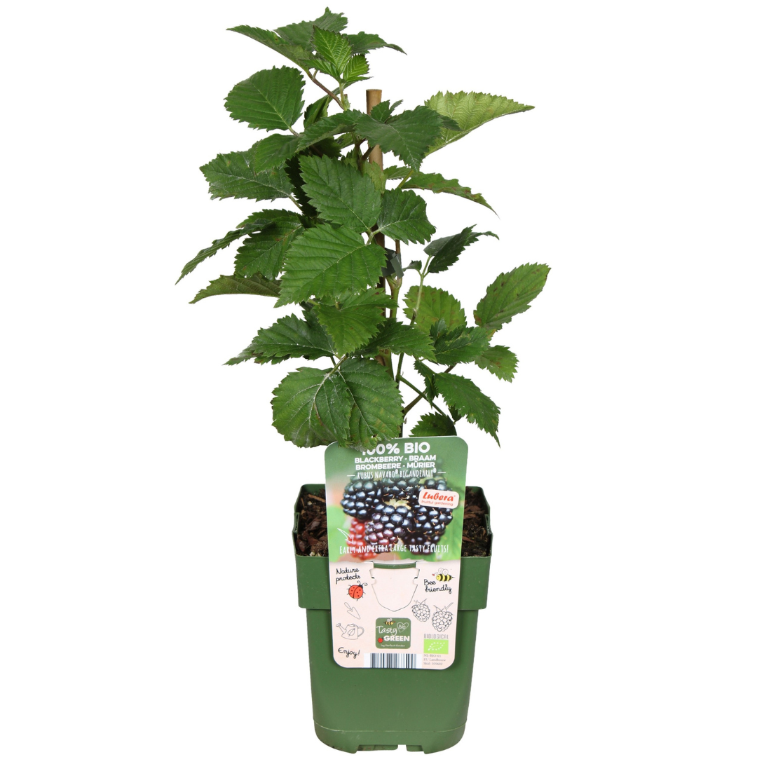 3 x Bio-Brombeerpflanzen – Ø 13 cm – ↨ 20 cm