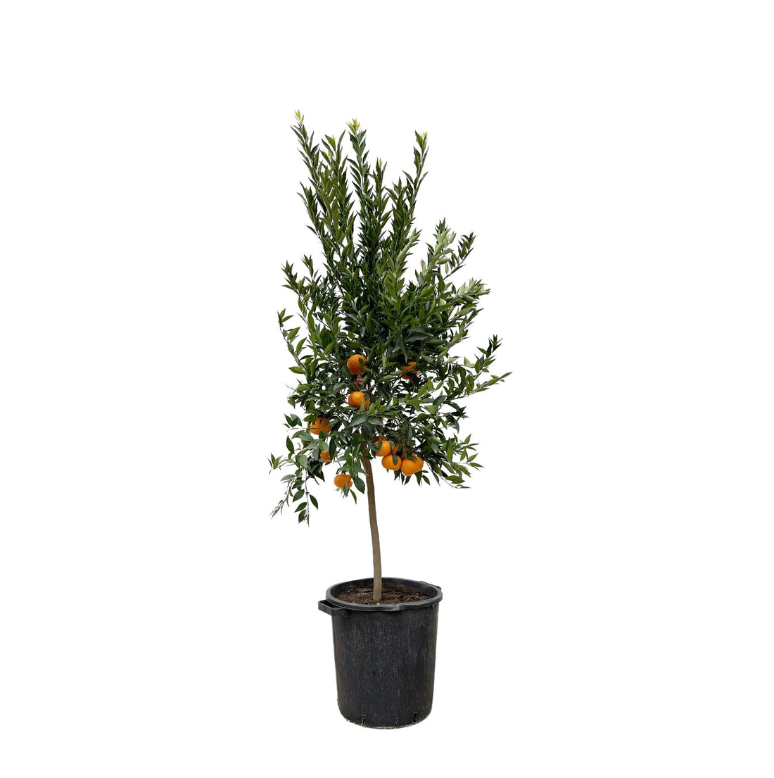Citrus Mandarino 200 cm | Mandarinenbaum im Ø40 cm Topf – Mediterrane Kübelpflanze