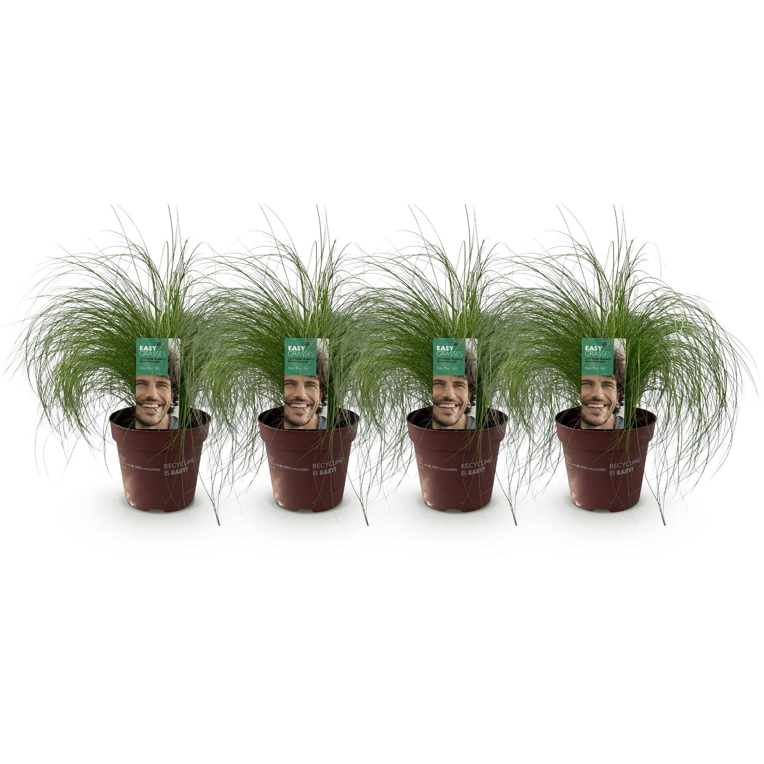 Federgras &