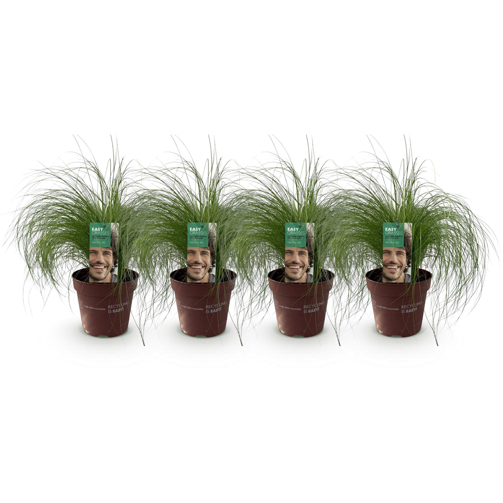 Federgras &