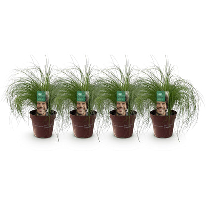 Federgras &