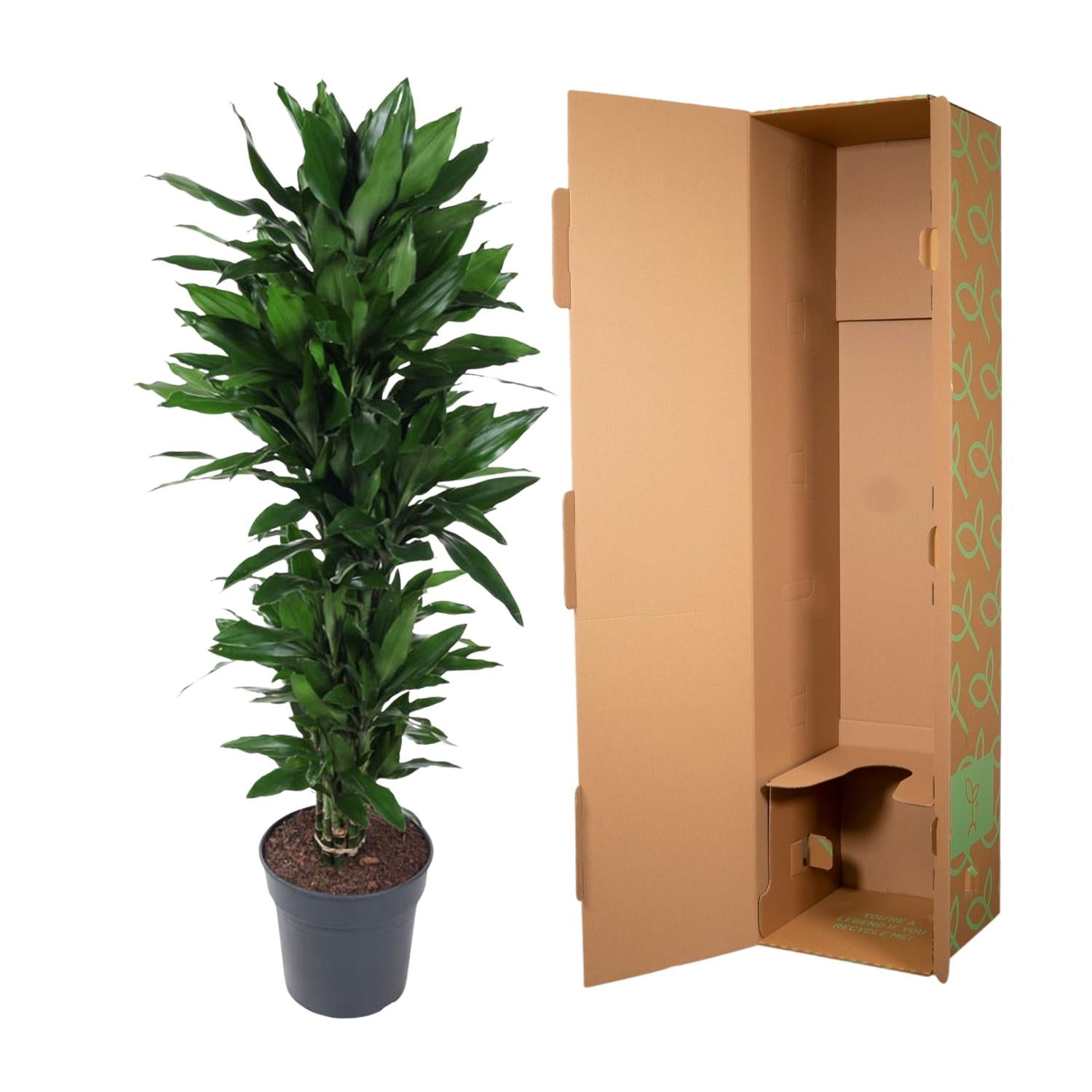 Dracaena Janet Lind verzweigt – Elegante Zimmerpflanze