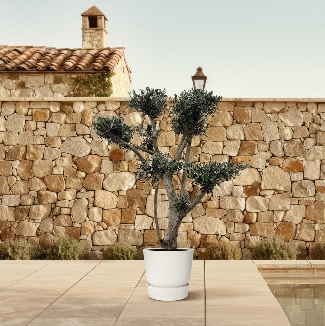 Olea europaea ‘Pompon’ – Bonsai-Olivenbaum im Topf