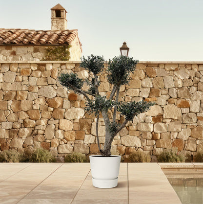 Olea europaea ‘Pompon’ – Bonsai-Olivenbaum im Topf