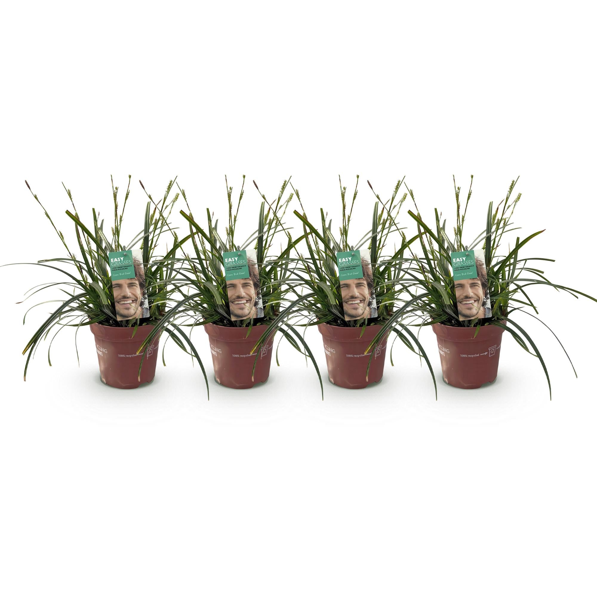 Carex &