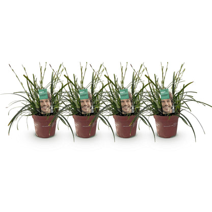 Carex &
