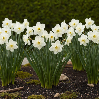 Blumenzwiebeln Narzisse Mount Hood | 15 Stück Weiß – Zwiebelgröße 10/12 – XXL Pack