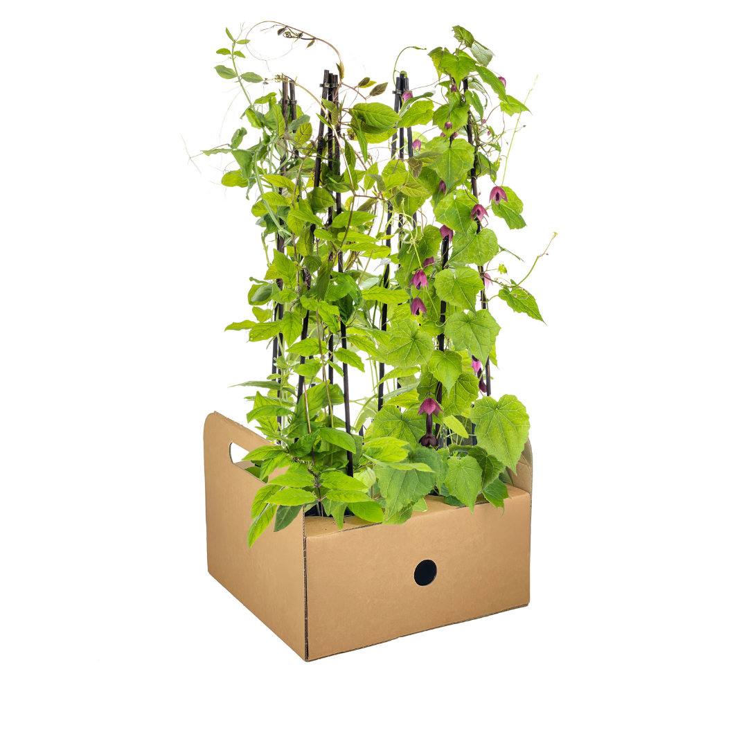 4x Mix aus Kletterpflanzen: Rhodochiton, Cobea, Lathyrus &amp; Ipomoea Ø13 cm - ↕60 cm