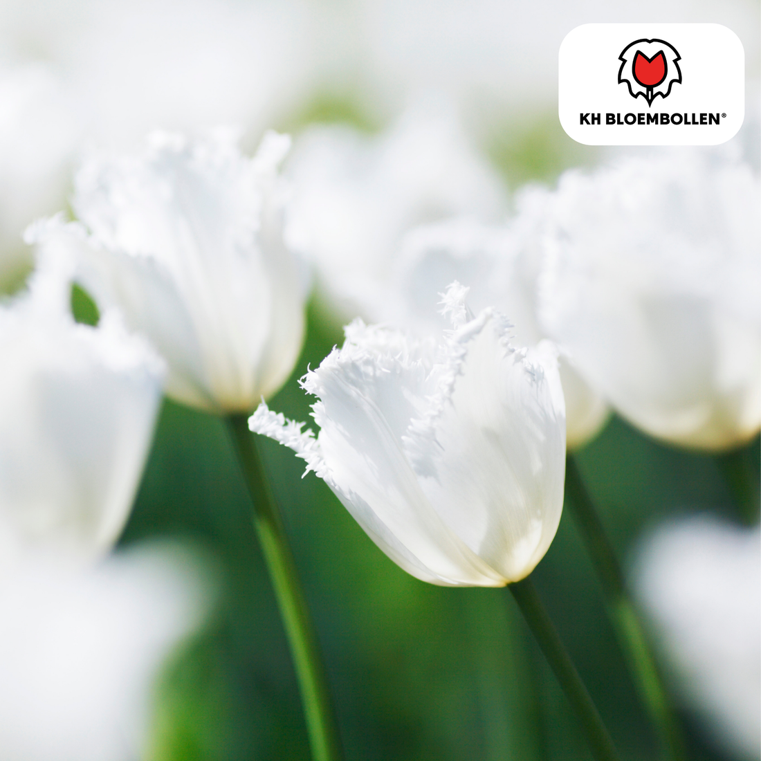 Tulpenzwiebeln Honeymoon | 20er-Pack | Weiß gefüllt