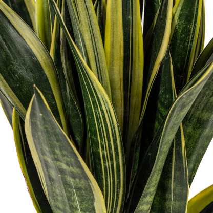 Sansevieria trifasciata – Pflegeleichte Zimmerpflanze