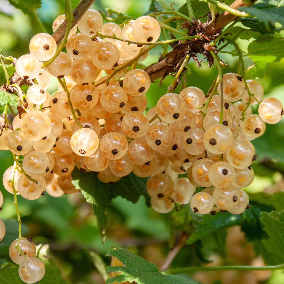 Johannisbeere - Ribes rubrum White Pearl - Weiße Beere - 2 Pflanzen - Topf 11cm Höhe 40cm