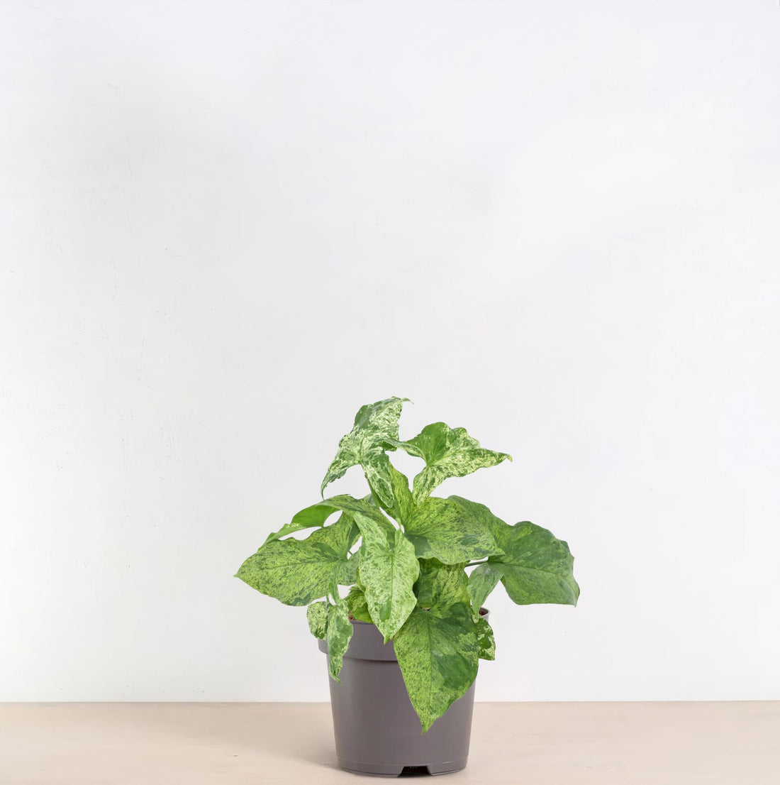 Syngonium ‘Mottled’ 25 cm | Seltene Variegata im Ø12 cm Topf – Tropische Zimmerpflanze