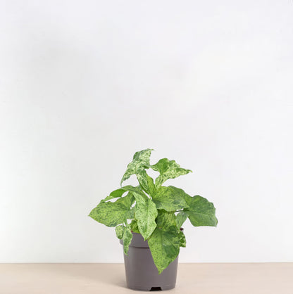 Syngonium ‘Mottled’ 25 cm | Seltene Variegata im Ø12 cm Topf – Tropische Zimmerpflanze