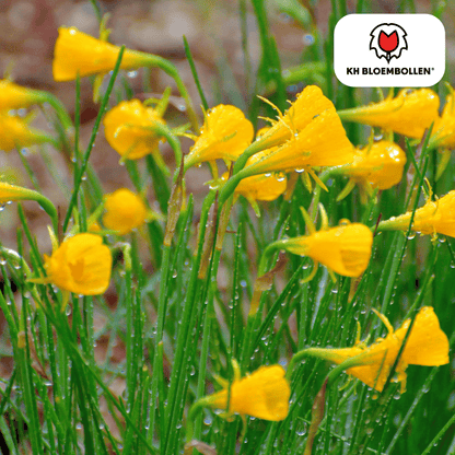 Narzissen Golden Bells – 25 Stück | Glöckchenform &amp; bienenfreundlich