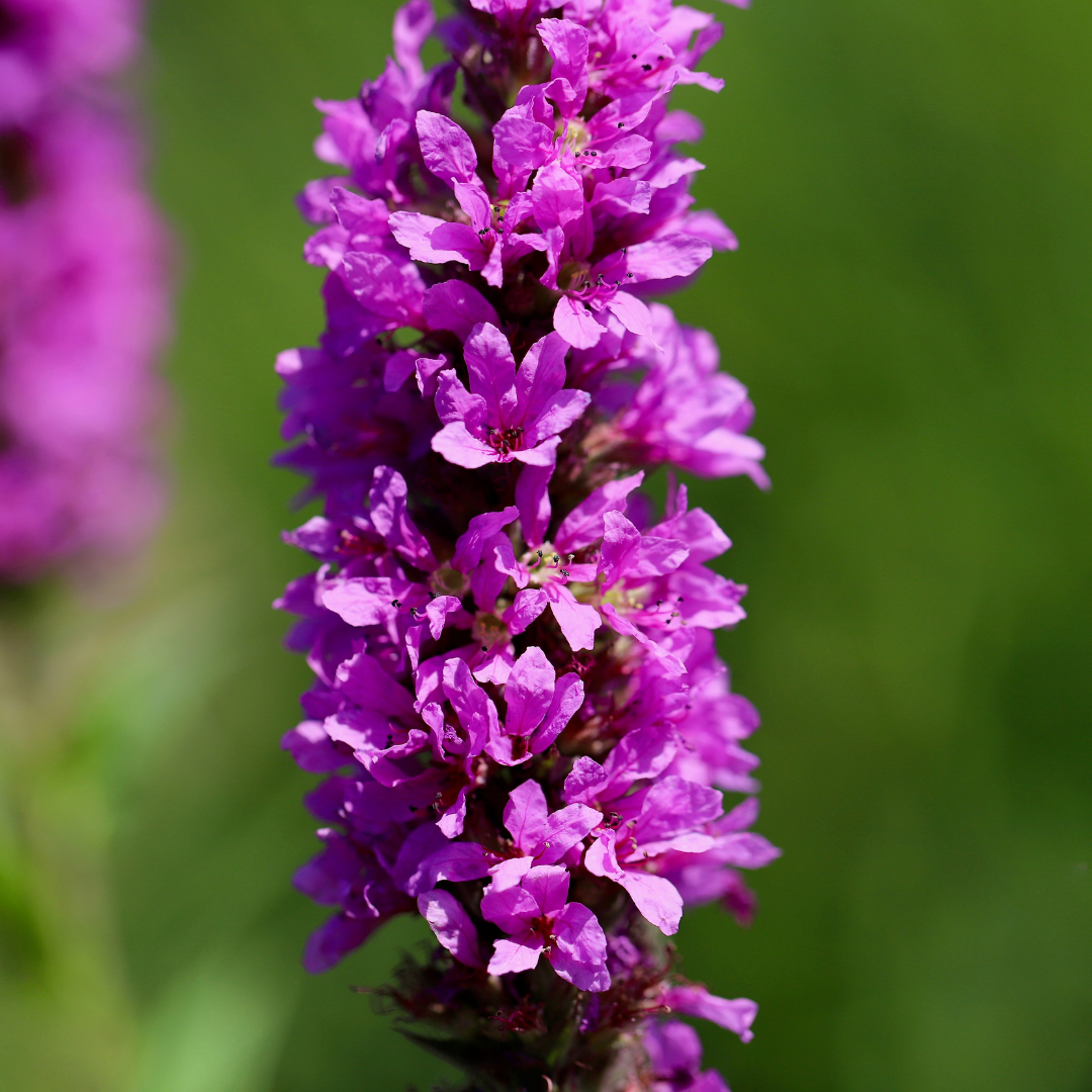 6x Lythrum salicaria - ↕10-25cm - Ø9cm