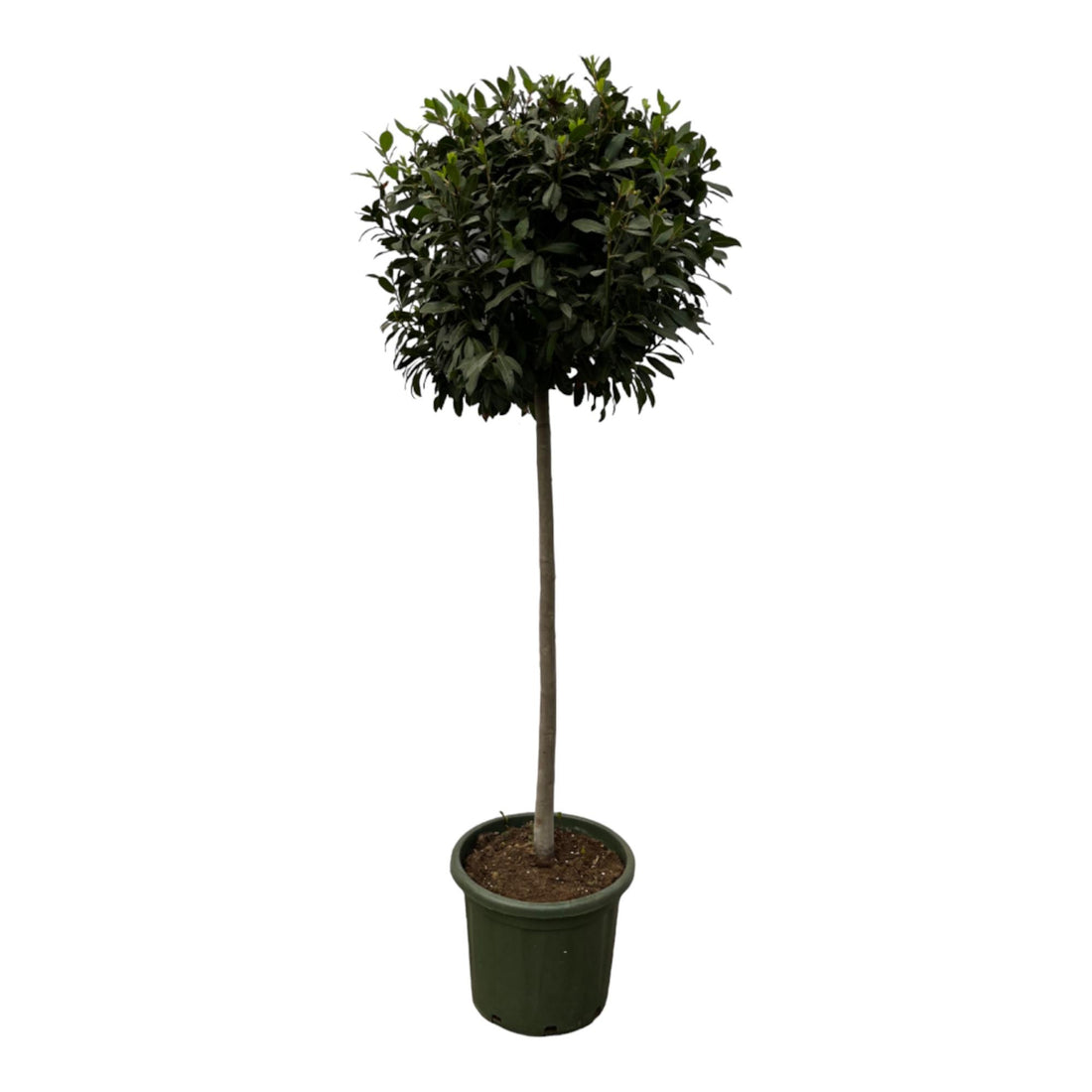 Echter Lorbeer Laurus Nobulis  - 200 cm - Ø45cm