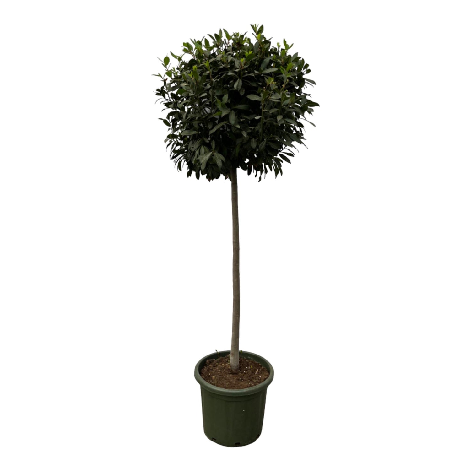 Echter Lorbeer Laurus Nobulis  - 200 cm - Ø45cm