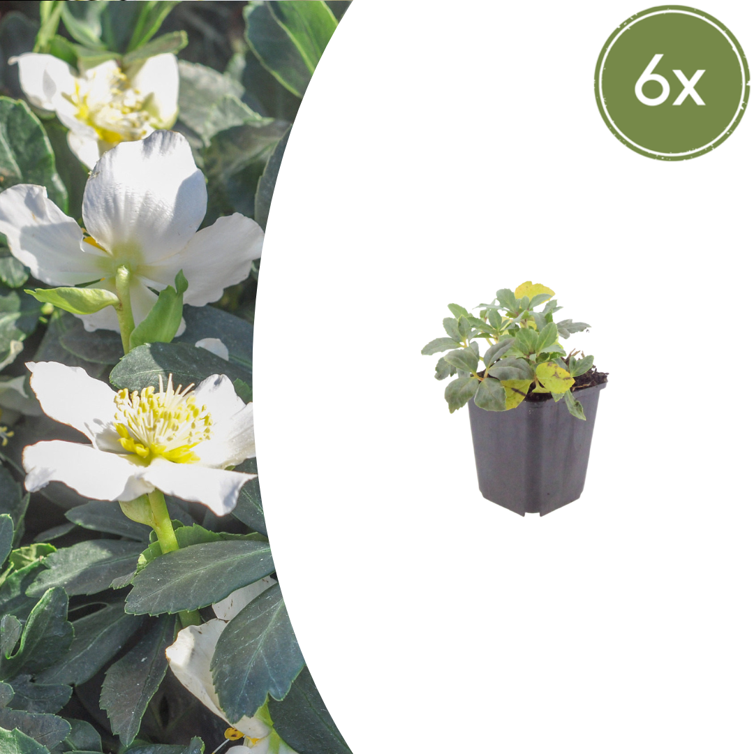 6x Helleborus orientalis - ↕10-25cm - Ø9cm