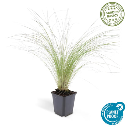 24x Stipa tenuissima ‘Ponytails’ – Mexikanisches Federgras für moderne &amp; naturnahe Beete – Höhe 10–25 cm – Ø 9 cm