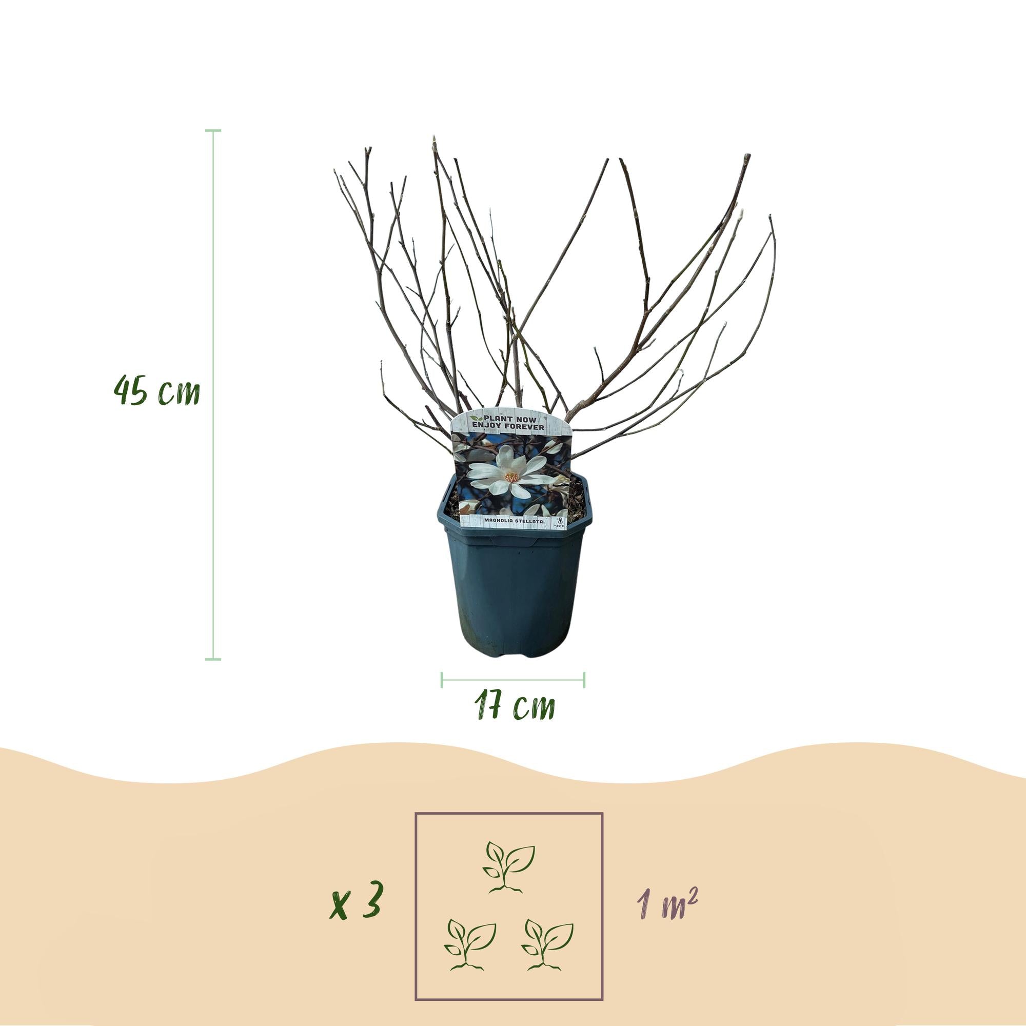 Magnolia Stellata - Blüte Weiß - 1 Pflanze - Laubabwerfend - Wenig Pflege - Topf 17cm Höhe 45cm